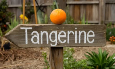 5 Letter Words That Start With TA