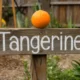5 Letter Words That Start With TA
